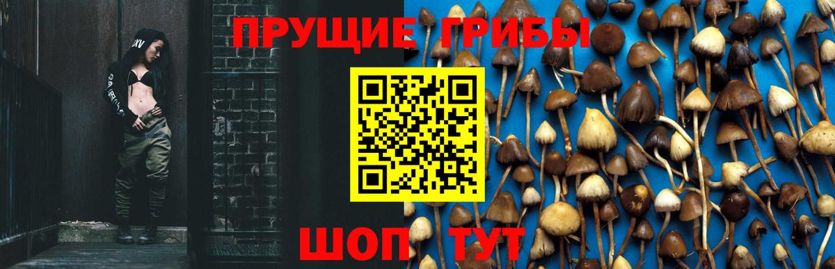 Псилоцибиновые грибы GOLDEN TEACHER  Вход с VPN  купить  цена  Усть-Джегута  Псилоцибиновые грибы прущие грибы 
